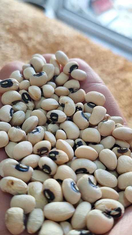 لوبیا چشم بلبلی ماداگاسکار