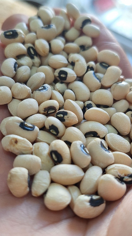 لوبیا چشم بلبلی ماداگاسکار